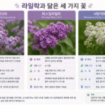 라일락과 닮은 수수꽃다리, 미스김라일락, 서양개회나무