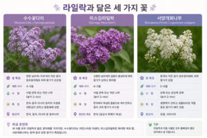라일락과 닮은 수수꽃다리, 미스김라일락, 서양개회나무