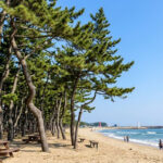 전촌솔밭해변